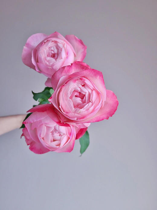 百利信单头玫瑰 | 草莓杏仁饼 商品图4