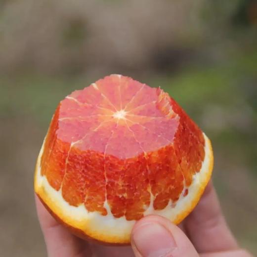 长寿湖血丝塔罗科脐橙 商品图8