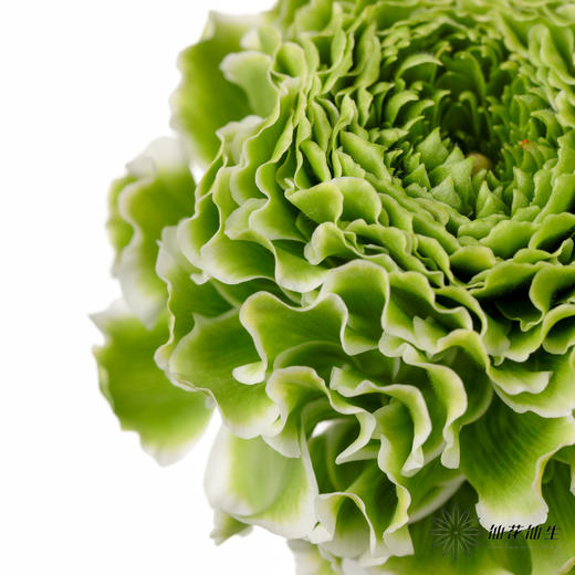 配花 ｜ 锦鲤洋牡丹白色 商品图2