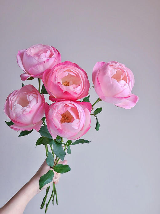 百利信单头玫瑰 | 草莓杏仁饼 商品图3