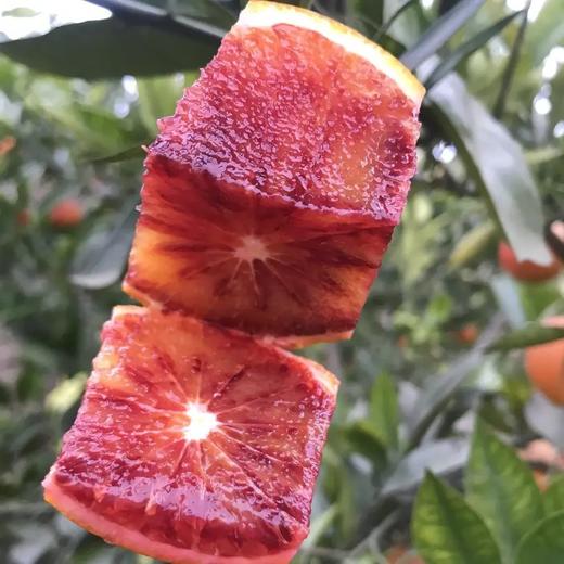 长寿湖血丝塔罗科脐橙 商品图7