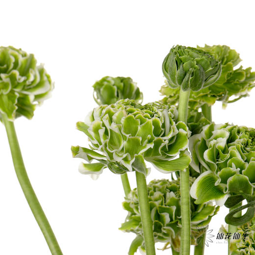 配花 ｜ 锦鲤洋牡丹白色 商品图5