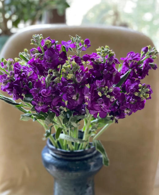 紫罗兰（10枝） 商品图0