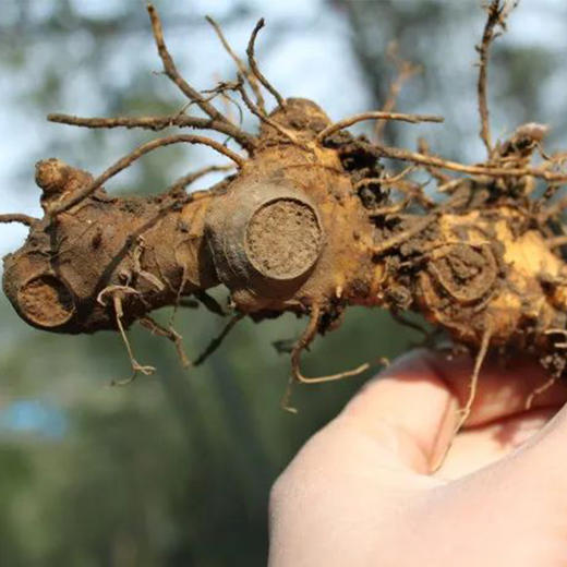 【九蒸九晒黄精】古法九蒸九晒制作而成，乌黑油亮，泡水炖汤皆可 商品图2