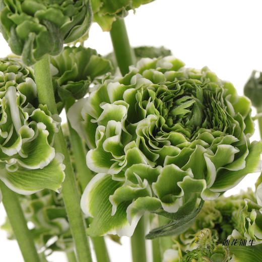 配花 ｜ 锦鲤洋牡丹白色 商品图6