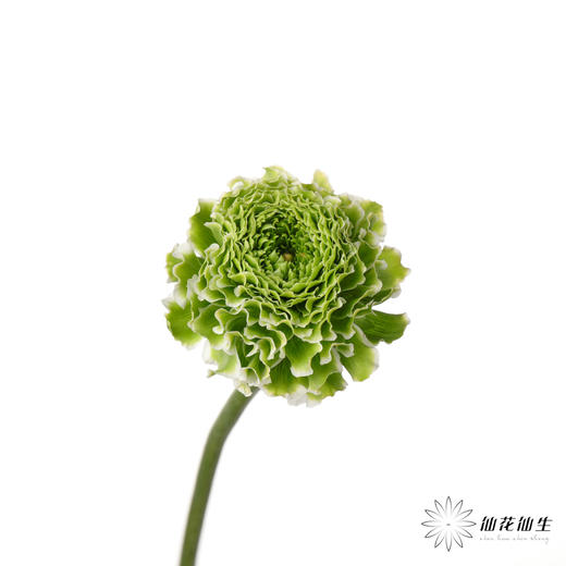 配花 ｜ 锦鲤洋牡丹白色 商品图1