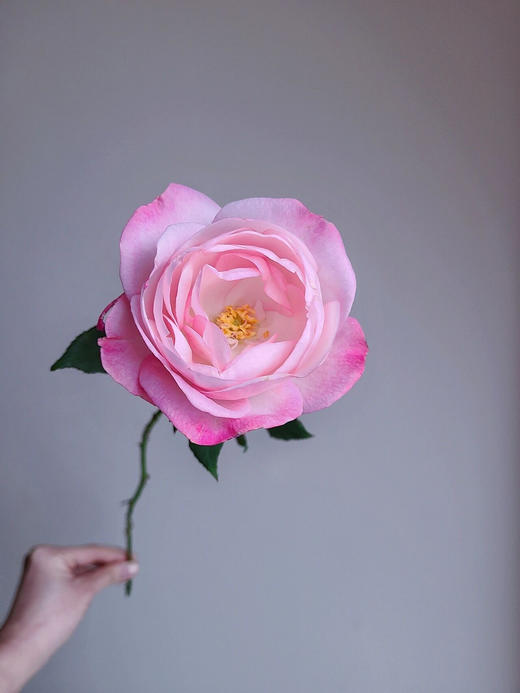 百利信单头玫瑰 | 草莓杏仁饼 商品图1