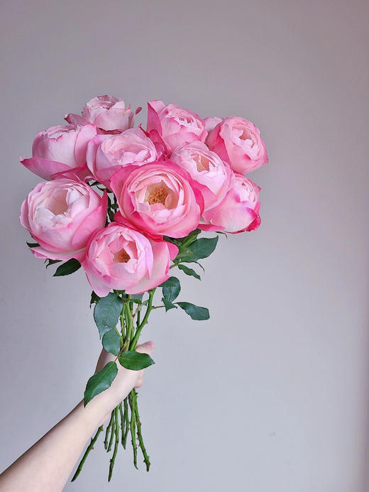 百利信单头玫瑰 | 草莓杏仁饼 商品图5