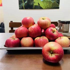 丨有机丨宫藤富士苹果  带箱10斤 产自河北太行山区梨岩山庄 苹果是按重量算，可能箱子里会有空格