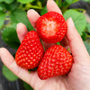 北京本地新鲜红颜草莓 自然熟 成熟度高 香味浓郁甜 奶油草莓 当季时令水果 商品缩略图4