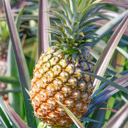 【海南金钻凤梨】 果肉饱满 香甜多汁 每一口都是满满果肉 5斤3个 商品图3