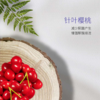 【已下架】痛风组合 | 预售 | 中科和素 风芷素6盒+御沨素6盒压片糖果（赠风芷素*4盒） [D类] 商品缩略图9