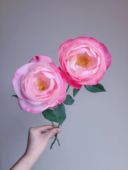 百利信单头玫瑰 | 草莓杏仁饼 商品图7