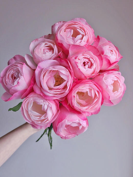 百利信单头玫瑰 | 草莓杏仁饼 商品图2