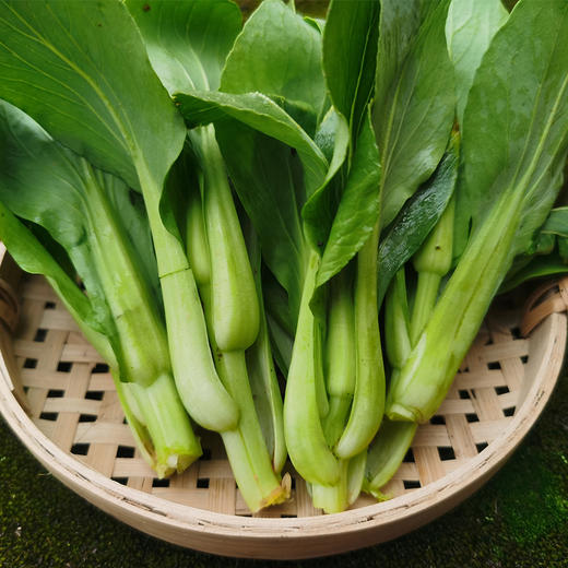 青菜苔农户汪爱珍规格可选