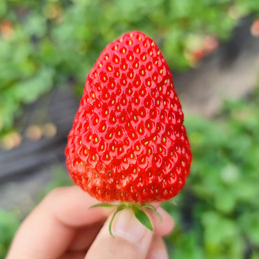 北京本地新鲜红颜草莓 自然熟 成熟度高 香味浓郁甜 奶油草莓 当季时令水果 商品图5