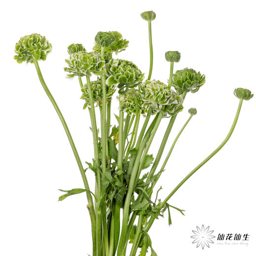 配花 ｜ 锦鲤洋牡丹白色 商品图4