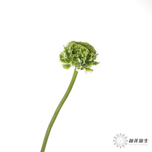 配花 ｜ 锦鲤洋牡丹白色 商品图3