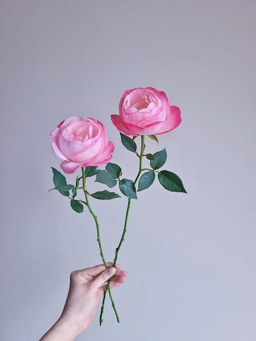 百利信单头玫瑰 | 草莓杏仁饼 商品图6