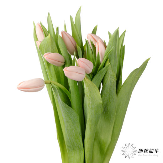 荷兰花材 | 郁金香“人间水蜜桃”Thijs Boots 商品图0