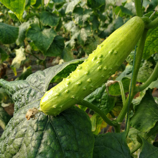 生态白玉奶油黄瓜（顺丰包邮） 商品图5