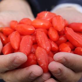 【好物推荐】新疆一级红枸杞 200g*2罐