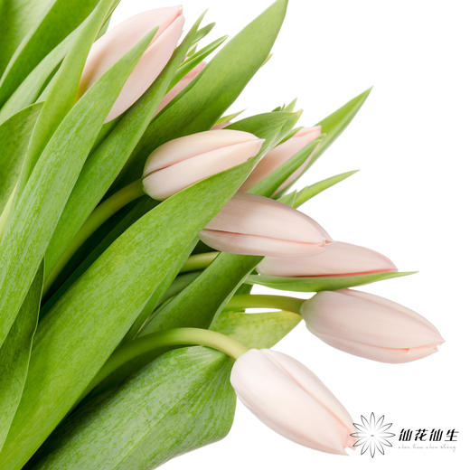 女神节预售荷兰花材 | 郁金香“人间水蜜桃”【3月1日开始发货，请备注发货时间】 商品图3