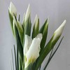 【国产】鸢尾-白色 约9-10支/扎 商品缩略图4