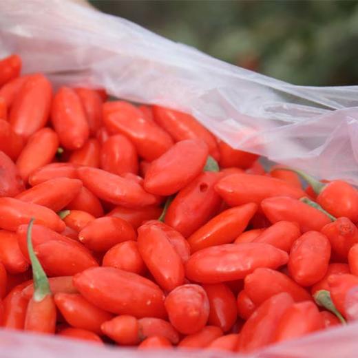 【好物推荐】新疆一级红枸杞 200g*2罐 商品图1