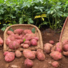 云南高原红皮黄心土豆，粉面口感炸裂，富含花青素和硒元素 现挖现发  5斤装藏在云南轿子雪山的原生老种薯，不杂交、不改良，自带天然薯香 商品缩略图5
