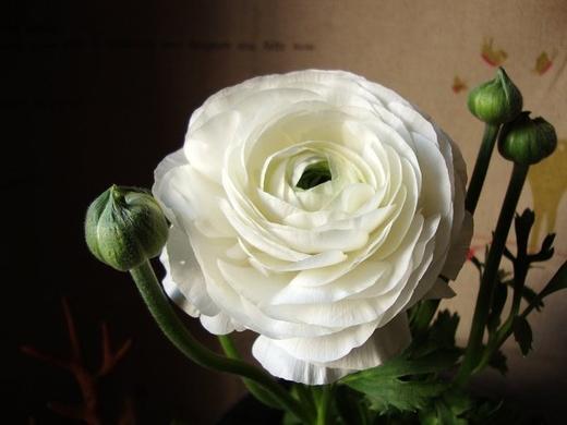 洋牡丹/向日葵 商品图4