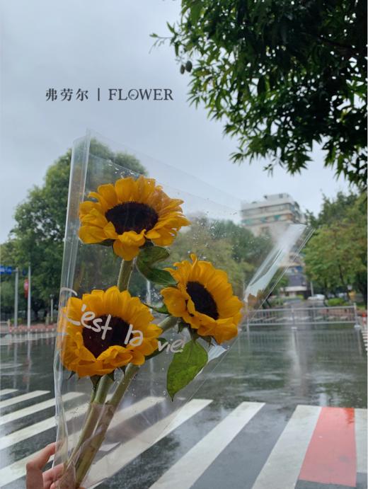 洋牡丹/向日葵 商品图5