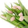 女神节预售荷兰花材 | 郁金香“人间水蜜桃”【3月1日开始发货，请备注发货时间】 商品缩略图5