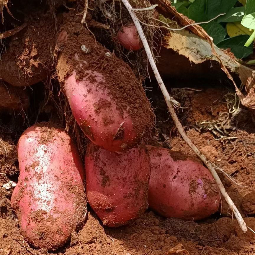 云南高原红皮黄心土豆，粉面口感炸裂，富含花青素和硒元素 现挖现发  5斤装藏在云南轿子雪山的原生老种薯，不杂交、不改良，自带天然薯香