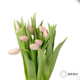 女神节预售荷兰花材 | 郁金香“人间水蜜桃”【3月1日开始发货，请备注发货时间】