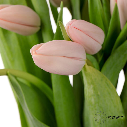 女神节预售荷兰花材 | 郁金香“人间水蜜桃”【3月1日开始发货，请备注发货时间】 商品图1