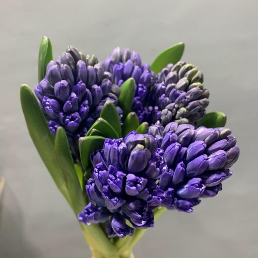 进口风信子（蓝色） 商品图0