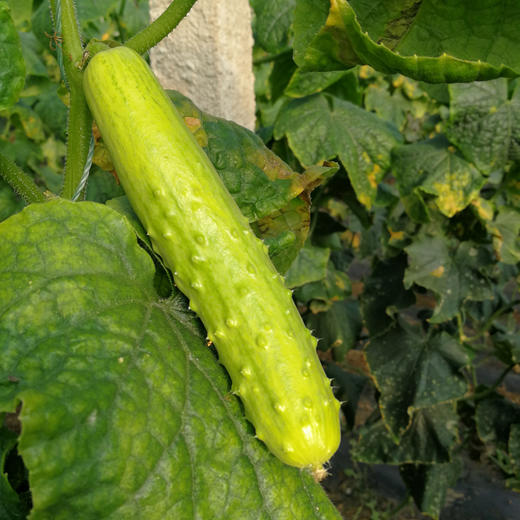 生态白玉奶油黄瓜（顺丰包邮） 商品图3
