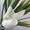 【国产】鸢尾-白色 约9-10支/扎 商品缩略图3