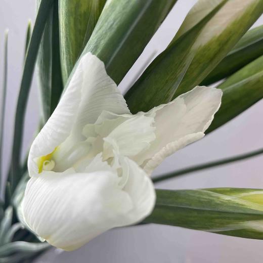 【国产】鸢尾-白色 约9-10支/扎 商品图3