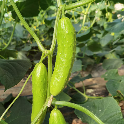 生态白玉奶油黄瓜（顺丰包邮） 商品图6