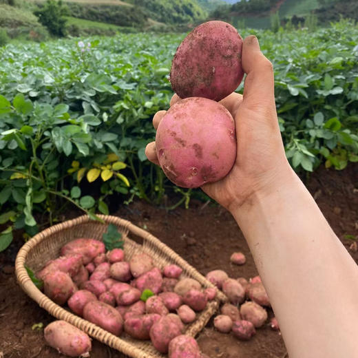 云南高原红皮黄心土豆，粉面口感炸裂，富含花青素和硒元素 现挖现发  5斤装藏在云南轿子雪山的原生老种薯，不杂交、不改良，自带天然薯香 商品图4