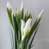 【国产】鸢尾-白色 约9-10支/扎 商品缩略图2