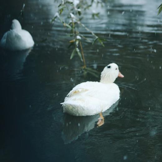 【黄山 太平湖散养鸭 】1只/默认对切/免费清理好/顺丰配送 商品图2