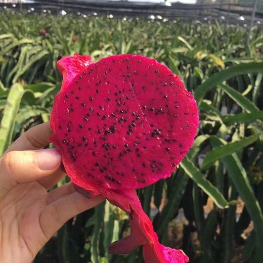 海南红心心火龙果5斤礼盒装  顺丰快递    （购买前看详情） 商品图13