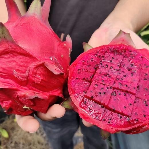 海南红心心火龙果5斤礼盒装  顺丰快递    （购买前看详情） 商品图10