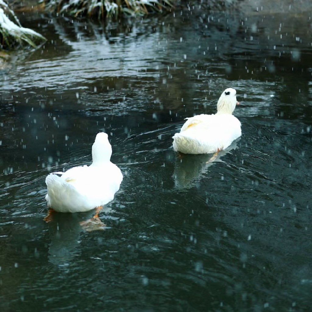 【黄山 太平湖散养鸭 】1只/默认对切/免费清理好/顺丰配送