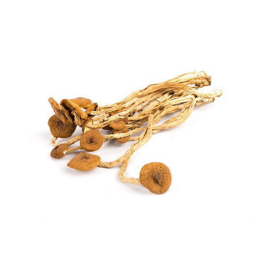 四川广元山珍高山生态茶树菇150g 商品图1