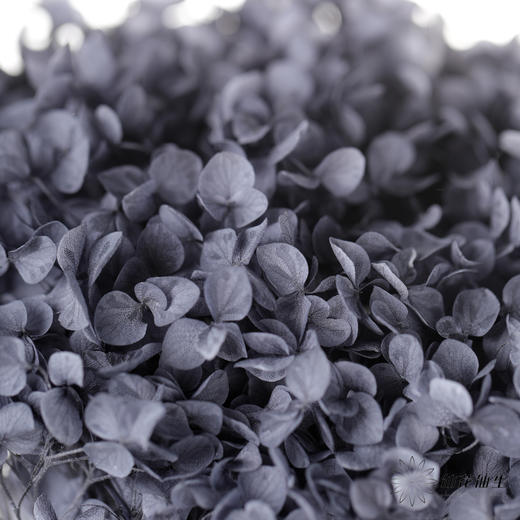 永生绣球 | 岩石灰 商品图3