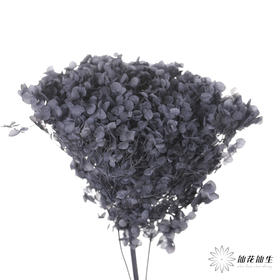 永生绣球 | 岩石灰